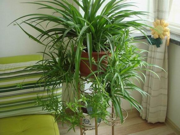 學(xué)習(xí)花藝大概要多少錢