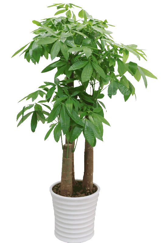 學(xué)習(xí)花藝大概要多少錢