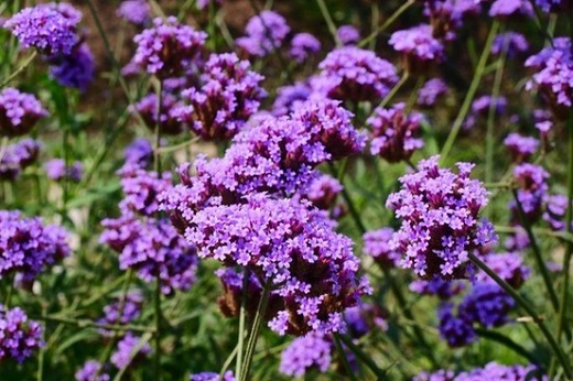 花冠怎么樣？如何組裝花冠？