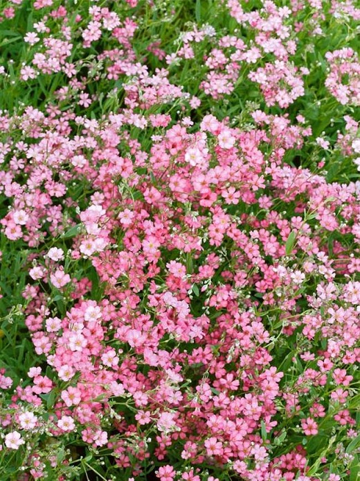 適合插花的七種花材,簡單而優美的風格