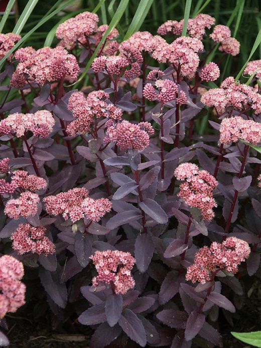 適合插花的七種花材,簡單而優美的風格