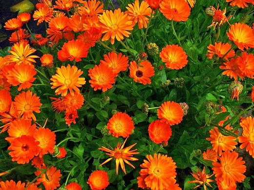適合插花的七種花材,簡單而優美的風格